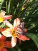 06.12_swallowtail-butterfly.jpg