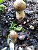 garden mushroom2.1.jpg