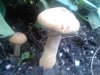 garden mushroom2.2.jpg