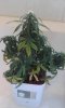 20160816_161049.jpg