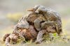 PAY-Clumsy-male-toads-fighting-to-mate-a-patient-female-have-been-captured.jpg