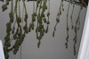 papaya_harvested.jpg
