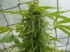 grow pics 139.jpg