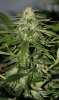 BRxHarlequin-P1-Day34-COBs-1.jpg