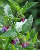 comfrey-Russian-Symphytum-uplandicum-400.jpg