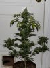 BRxBD-P1-Day60-COBs-Harvest-1.JPG