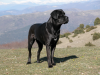 Cane_corso_temi_1_1024x768x24.png