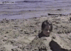 1360784197_dog_pees_on_girl_at_the_beach.gif