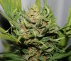 BlueRipper-F2-P5-Day64-Harvest-4.JPG