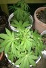 IMG_20170531_203326.jpg
