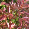 red-tip-photinia-Spring-color.jpg
