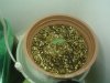 Blue Cheese 7days old from germination..jpg