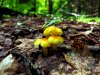 A cluster of 3 yellow waxy cap mushrooms.jpg