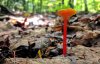 SYMBIOSIS Orange Waxy Cap with Single Yellow Coral Mushroom.jpg