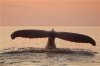 humpback-whale-tail_34.jpg