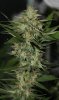 BlueRipperBX1-P2-Day37-1.JPG