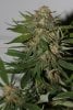 BlueHarley-F1-P1-Day56-Harvest-2.JPG