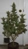 BlueRipper-F2-P1-Day56-Harvest-1.JPG