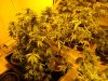 weed 001.jpg