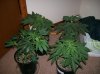 dirtmeds-albums-growop-09-picture49955-all-plants-26-days.jpg