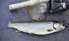 Daves Fish 011 - Copy.jpg