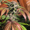 Vintners Moonshine Regular Seeds - NorStar Genetics.png