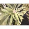 xxacehighxx-albums-indoor-out-april-9th-picture50618-outdoor-purp-top.jpg