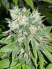 dominion skunk #8 day 54 (7).JPG