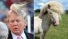 Looks_Like_Donald_Trump_Horse.jpg