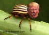 trumpimal-potato-beetle.jpg