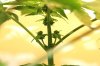 bud4.jpg