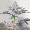 wedding-cake-clones-for-sale-jungle-boys-maine-flowering-plant-2-flowing-plant.png
