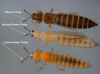 Thrips-Species.png