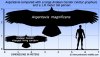 Argentavis_compared_with_a_large_human.jpg