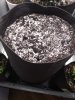 pot.jpg