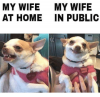 my-wife-my-wife-at-home-in-public-3376313.png
