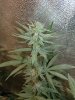 Icemud_indoor_strain_cannabis_marijuana_seed_grow (16).jpg