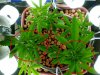 shackleford-r-albums-grow-room-picture56008-topped-plants.jpg