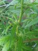 20190814_185230.jpg