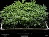 HSO-The New- Day 7 Flower - Full Scrog But Needs Thinning Out.jpg