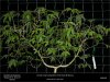HSO-Sapphire Scout - Vertical Scrog - Training Continues Before Weaving - 28-10-2019.jpg