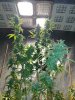 Icemud_Sour Grapes_Strain_pheno 7_cannabis_seed_hazeman (1).jpg