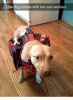 this-dog-comes-with-two-sub-woofers-4750995.png