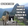 meme-about-not-knowing-the-difference-between-an-alpaca-and-a-llama.jpeg
