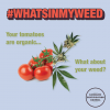 What's In My Weed Slogan [460x360] .PNG
