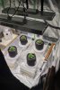 Veg 2 week,Tucking my girls in under the Mars Hydro tsl2000's for the night.jpg