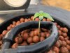 Root Rot Seedling.jpg