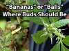 male-plants-hermies-bananas-cannabis.jpg