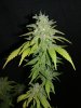 Icemud_sour grapes_pheno_4_strain_seed_cannabis (2).jpg