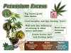 potassium-excess-in-a-cannabis-plant-e1568202330791.jpg